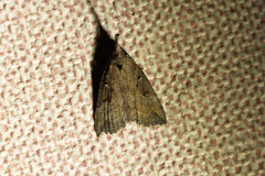 Hypena rostralis