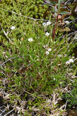 Stellaria peduncularis