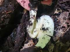 Ossicaulis lignatilis
