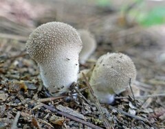 Lycoperdon echinatum