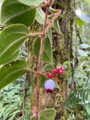 Miconia blepharodes