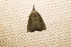 Hypena rostralis