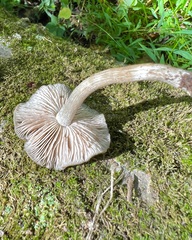 Entoloma