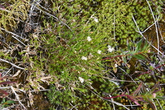 Stellaria peduncularis