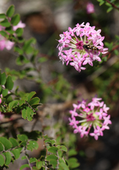 Pimelea rosea