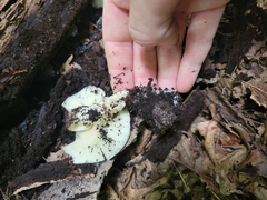 Ossicaulis lignatilis
