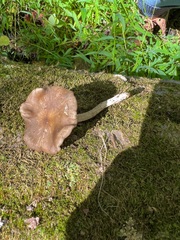 Entoloma