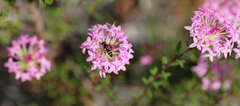 Pimelea rosea