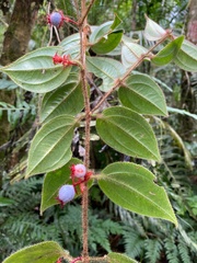 Miconia blepharodes