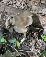 Entoloma