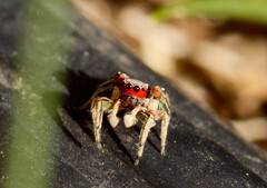 Habronattus pyrrithrix
