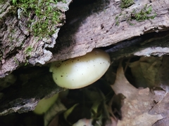 Ossicaulis lignatilis