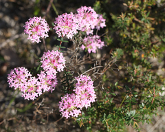 Pimelea rosea