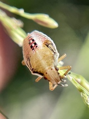 Oebalus