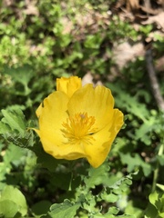 Stylophorum diphyllum