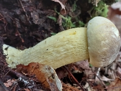 Retiboletus