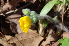 Stylophorum diphyllum