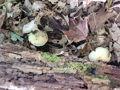 Ossicaulis lignatilis