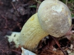 Retiboletus