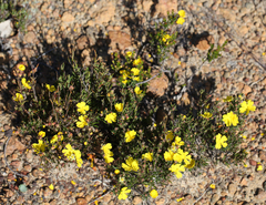 Hibbertia acerosa