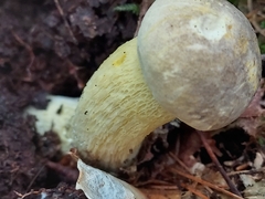 Retiboletus