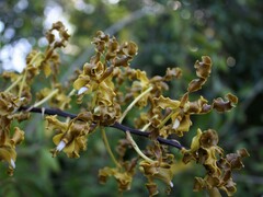 Dendrobium discolor