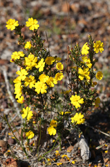 Hibbertia acerosa