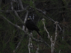 Hymenops perspicillatus