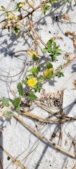 Oenothera drummondii
