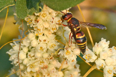 Euodynerus crypticus