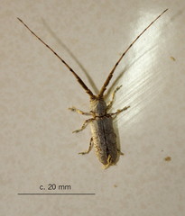 Protomocerus pulcher