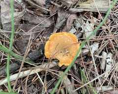 Craterellus ignicolor