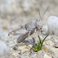 Sphingonotus caerulans caerulans