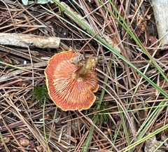 Craterellus ignicolor