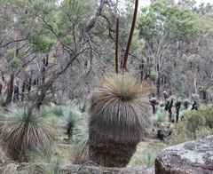 Xanthorrhoea glauca