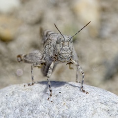 Sphingonotus caerulans caerulans