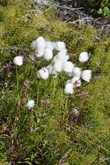 Eriophorum scheuchzeri