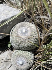 Epithelantha