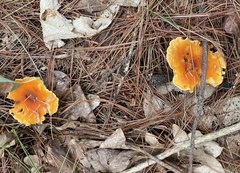 Craterellus ignicolor