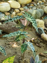 Alocasia amazonica