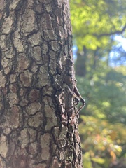 Dendrotettix quercus