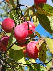 Prunus nigra