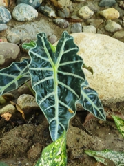 Alocasia amazonica