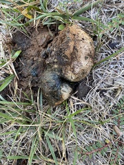 Pisolithus tinctorius