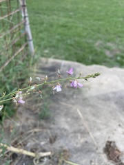 Desmodium glabellum