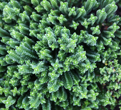 Pimelea ferruginea
