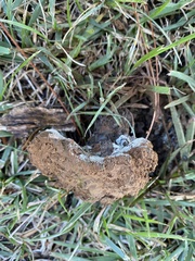 Pisolithus tinctorius