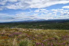 Chamaenerion angustifolium