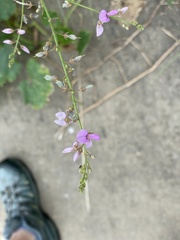 Desmodium glabellum