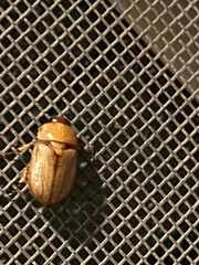 Cyclocephala